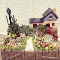 多肉植物,多肉寄せ植え,多肉箱庭の画像