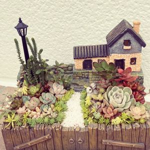 多肉植物,多肉寄せ植え,多肉箱庭の画像