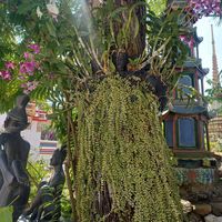 多肉植物,洋ラン,バンコクの画像