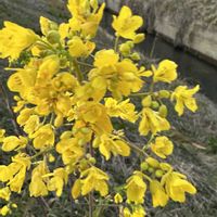 ナンキンハゼ,菜の花 ナノハナ,Have a nice day!,楽しい毎日になりますように,Have fun every dayの画像