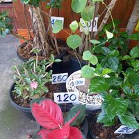 多肉植物,バンコクの画像