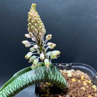 ラケナリア,多肉植物,かわいい,多肉狩り,花のある暮らしの画像