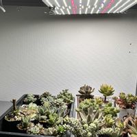 植物用LEDライト,多肉植物,かわいい,癒し,遊びごころの画像