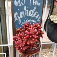 セダム,オーロラ,オーロラ,多肉植物,小さな花壇の画像