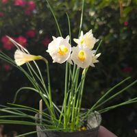 スイセン,水仙,原種系スイセン カンタブリカス,球根,球根植物の画像