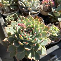 エケベリア,多肉植物,植物のある暮らし,韓国苗,デカベリアの画像