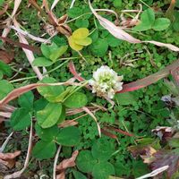 シロツメクサ,２０２０年５月同期,多様性を愛する会,あ.にまるの日,お出かけ先の画像