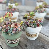 多肉植物,リメイク缶,多肉寄せ植え,no green no life,植物のある暮らしの画像