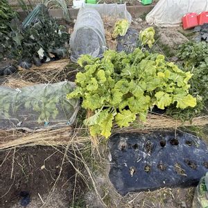 玉ねぎ,春菊,スナップエンドウ,白菜,白菜の画像