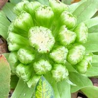 フキ,フキの花,ふきのとう,山野草,きれいな色の画像