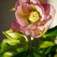 クリスマスローズ,花のある暮らし,緑のある暮らし, クリスマスローズ,花のある生活の画像