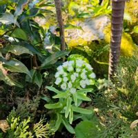 フキ,ふきのとう,ガーデニング,花のある暮らし,今日のお花の画像