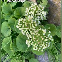 蕗の薹(ふきのとう),緑のある暮らし,元気もらえる,過去pic,今日のお花の画像