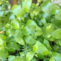 ファンファーレ,多肉植物 寄せ植え,スマイラックス,多肉植物,綺麗な色♡の画像