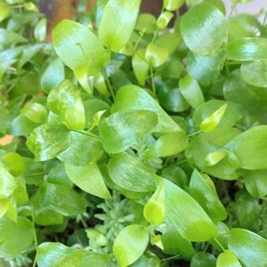 ファンファーレ,多肉植物 寄せ植え,スマイラックス,多肉植物,綺麗な色♡の画像