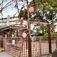枝垂れ梅,職場,植物のある暮らし,お花好き,今日のお花の画像