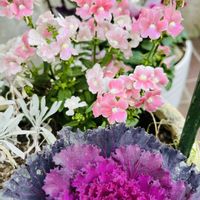 スイセン,ネメシア,葉牡丹,クリスマスホーリー,寄せ植えの画像