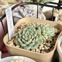 多肉植物,紅葉する多肉,緑のある暮らし,成長が楽しみの画像