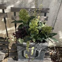 スキミア,コクリュウ（黒竜）,寄せ植えの画像