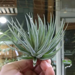 チランジア属,エアープランツ/チランジア,エアプランツ チランジア,チランジア【エアプランツ】,ティランジア属の画像