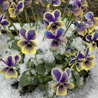 神戸べっぴんさんビオラ,ガーデニング,お花,花のある暮らし,雪にも負けず！の画像