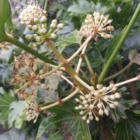 ヤツデ,街で見かけたお花,２０２０年５月同期,No  more war,Stop the warの画像