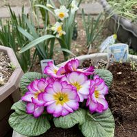 ローズマリー,プリムラ　ジュリアン,パセリ,カモミール　ティー,キュンキュン乙女倶楽部の画像