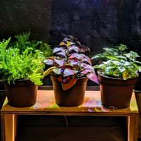 ヒメリンゴ,ヒポエステス,ネフロレピス マリサ,ヒポエステス ホワイト,ヒポエステス レッドの画像