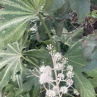 スイセン,ヤツデ,犬散歩の画像