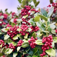 セイヨウヒイラギ,クリスマスホーリー,今日のお花の画像