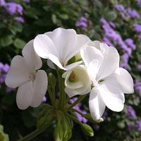 アゲラタム,アゲラタム,オキザリス,オキザリス,スイセンの画像