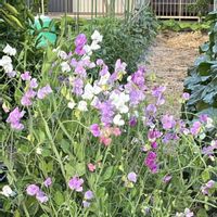 スイートピー,スイートピー,スナップエンドウ,スナックエンドウ,つるありスナックエンドウの画像