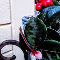 チェッカーベリー,チェッカーベリーの花,赤い花,赤・紅・あか・レッド,真っ赤な火曜日の画像