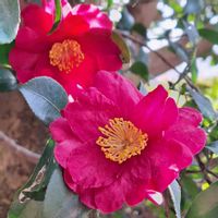 ツバキ,ウラシマソウ,シマヘビ,いつもありがとう♡,過去picの画像