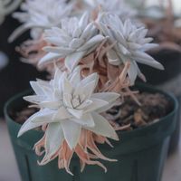 ダドレア,タニラー,ダドレア属,その他部屋の画像