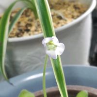 ムシトリスミレ,世界平和,被災地にエールを…。,こんな時こそ花を,森の負けないぞ❗️の画像