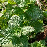 ミント,ミント,ミント,ミント,いつもの散歩道の画像