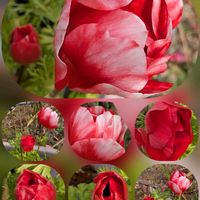 アネモネ,アネモネ,ツワブキ,ナンテン,サフィニアの画像