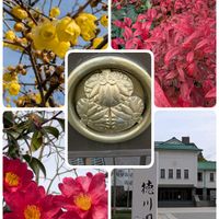 サザンカ,サザンカ,ロウバイ,ロウバイ,オタフクナンテンの画像