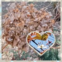 ハナミズキ,紫陽花ドライ,赤塚公園の画像