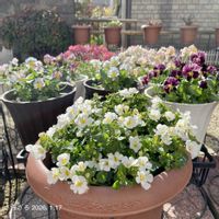 ステラ,ステラスノーストームポーラーアイス,PR,ガーデニング初心者,PWの画像