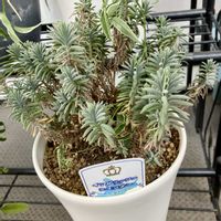 イングリッシュラベンダー,成長記録,ベランダの画像