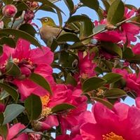 落羽松-ラクウショウ,寒椿,ラクウショウ,タチカンツバキ,ヌマスギの画像