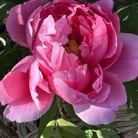 ボタン,ピンクの花,花のある暮らし,小さな幸せ♡,上野東照宮の画像