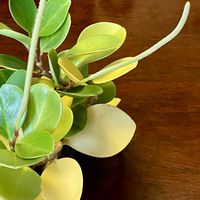 ペペロミア,オブツシフォーリアの画像