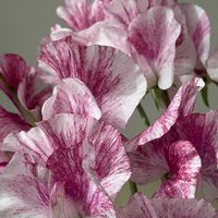 スイートピー,癒し,ひらひら,かわいい♡,春の息吹の画像