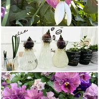 スノードロップ,パンジー・ビオラ,ホトトギス,感謝,玄関先の画像