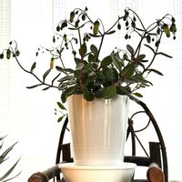 カランコエ・エンゼルランプ,カランコエ・エンゼルランプ,季節を楽しむ,小さなお花♡,部屋の画像