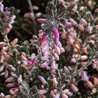 カルーナ　ガーデン・ガールズの画像