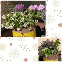 アリッサム,クローバー,プリムラ,可愛い,白い花の画像